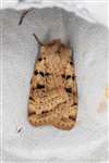 Plain Clay moth, Insh Marshes