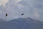 Golden Eagle pair flying against Lewis mountains