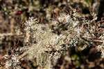 Beard lichen on Common Hawthorn , Campsie Dene Road, Blanefield