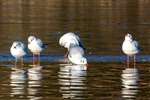 Black-headed Gulls drinking, Bingham's Pond, Glasgow