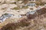 Mountain Hare, Ben Vrackie, Perthshire