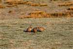 Red-legged Partridges, Glen Brerachan