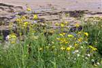 Perennial Sow-thistle Patch, Millport