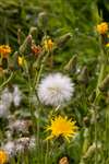 Perennial Sow-thistle, Millport