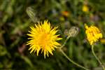 Perennial Sow-thistle, Millport