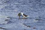 Great Black-backed Gull eating a flat fish