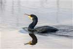 Cormorant on the Forth and Clyde Canal , Glasgow