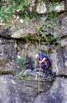 George Smith abseiling to collect Peregrine Falcon chicks for ringing at the Falls of Clyde SWT Reserve