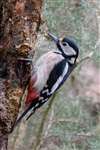 Great Spotted Woodpecker, Lossiemouth