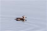Long-tailed Duck, Lossiemouth