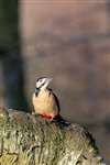 Great Spotted Woodpecker, RSPB Loch Spynie