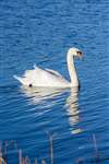 Mute Swan, RSPB Loch Spynie