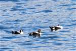 Eider Ducks, Ballochmartin Bay