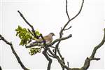 Turtle Dove, RSPB Otmoor
