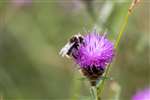 Buff-tailed Bumblebee, Pensthorpe