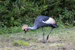 East African Crowned Crane, Pensthorpe