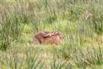 Brown Hare, RSPB Campfield Marsh