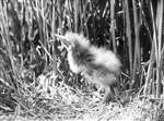 Bittern chick scanned in greyscale