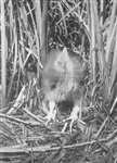 Bittern chick standing scanned in greyscale