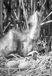 Bittern chick with eggs scanned in greyscale