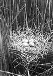 Bittern four eggs in nest scanned in greyscale