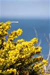 Gorse on Great Cumbrae