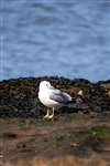 Common Gull on Great Cumbrae