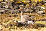 Greylag Goose on Great Cumbrae
