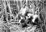 Bittern 4 chicks in nest scanned in greyscale300dpi
