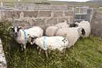 Sheep Shearing, Shawbost, Lewis