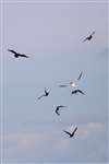 A gang of Great Skuas harrying Gannets in flight