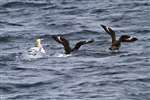 Great Skuas harrying Gannets on the sea off St Kilda