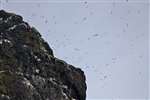 Gannets and Stac Lee, Boreray, St Kilda