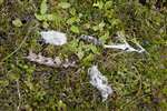 Golden eagle kill remains, North Harris Eagle walk