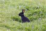 Black rabbit, Lochs, Lewis