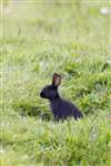 Black rabbit, Lochs, Lewis