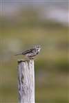 Meadow Pipit, Lewis