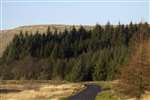 Carron Valley Forest and the Fintry Hills