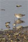 Dunlin and Bar-tailed Godwit, Musselburgh