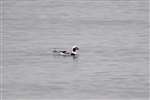 Long-tailed Duck, Musselburgh
