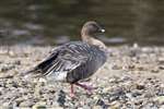 Pink-footed Goose, Musselburgh