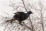 Black Grouse in birch tree showing lyre tail
