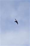 Herring Gull mobbing Golden Eagle, Arran