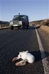Mountain hare road kill