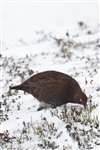 Red Grouse, the Lecht