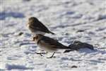 Snow bunting, the Lecht