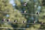 Starlings on wire