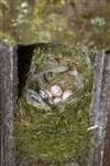 Blue tit nest box with eggs, Scene, Rowardennan