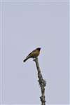 Common Redstart, SCENE, Rowardennan