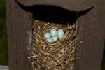 Pied Flycatcher nest box with eggs, SCENE, Rowardennan